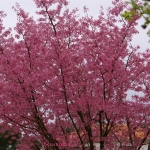 f 33 cerisiera fleurs.jpg